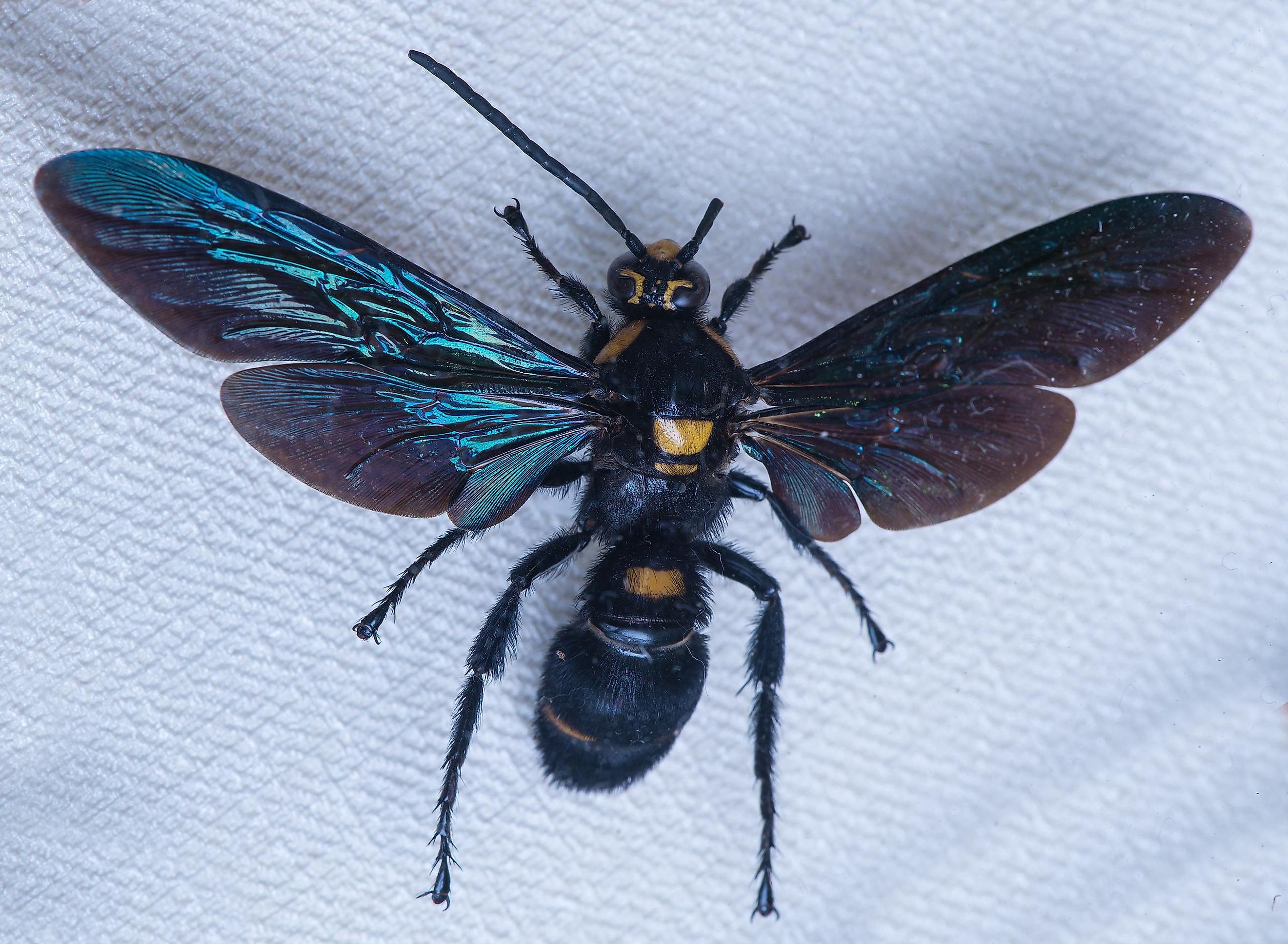 what-are-the-largest-wasps-in-the-world-worldatlas