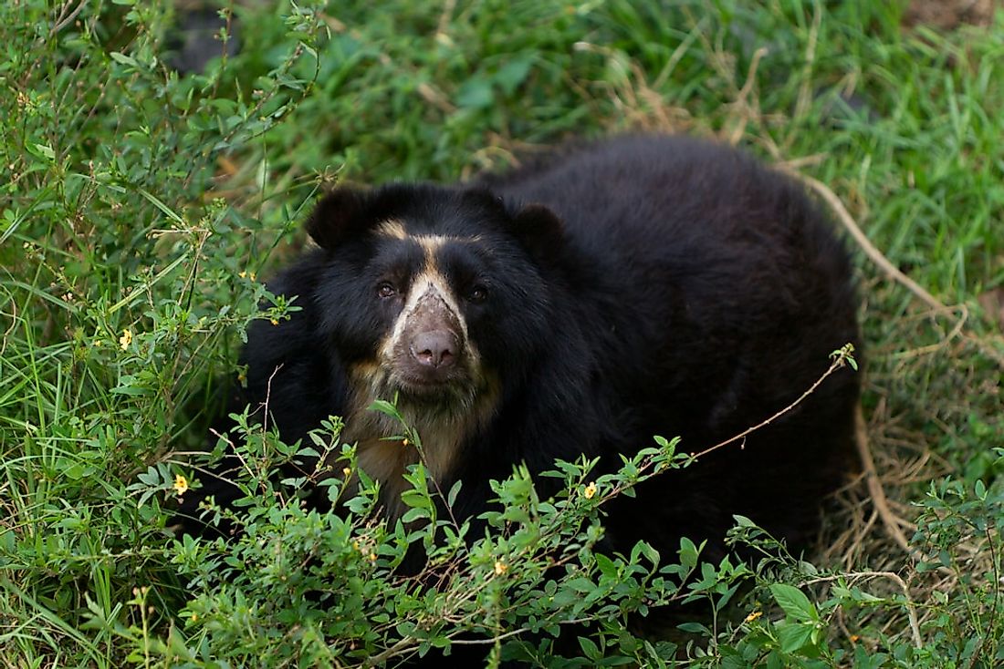 Where Are Spectacled Bear Commonly Found