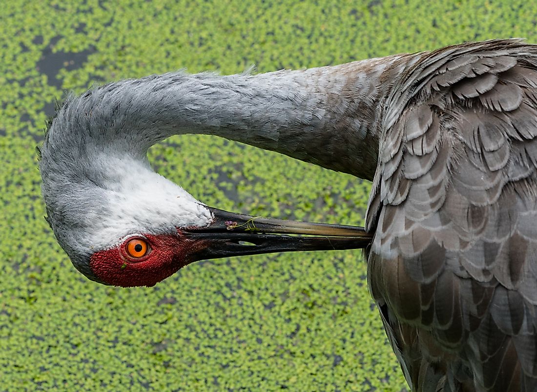 what-do-cranes-eat-worldatlas