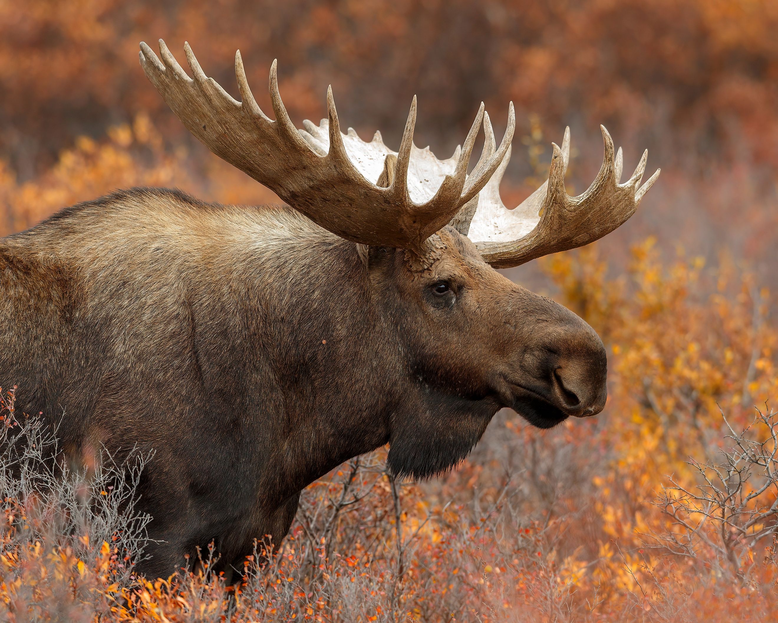 A majestic bull moose in the wild.