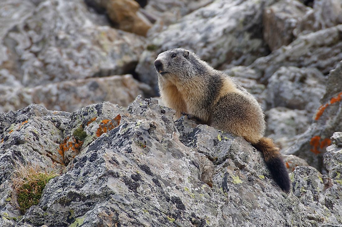 Animals Native To France WorldAtlas