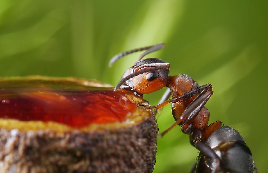 What Do Ants Eat? - WorldAtlas