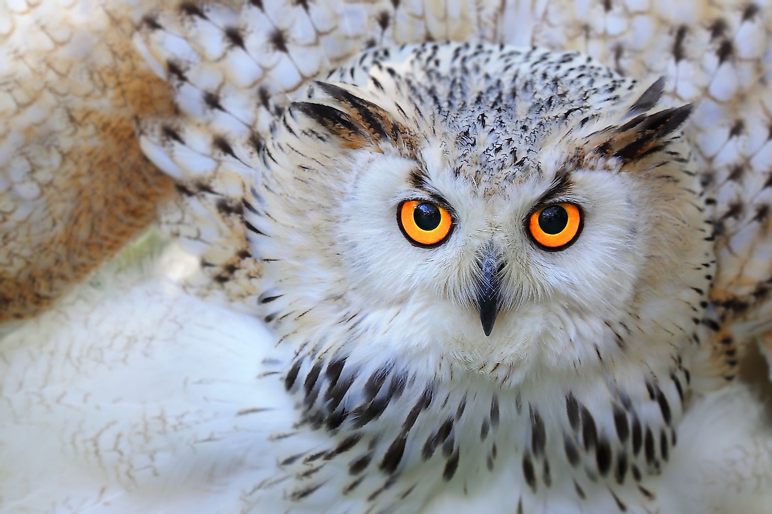 10-fascinating-facts-about-owls-not-many-people-know-worldatlas