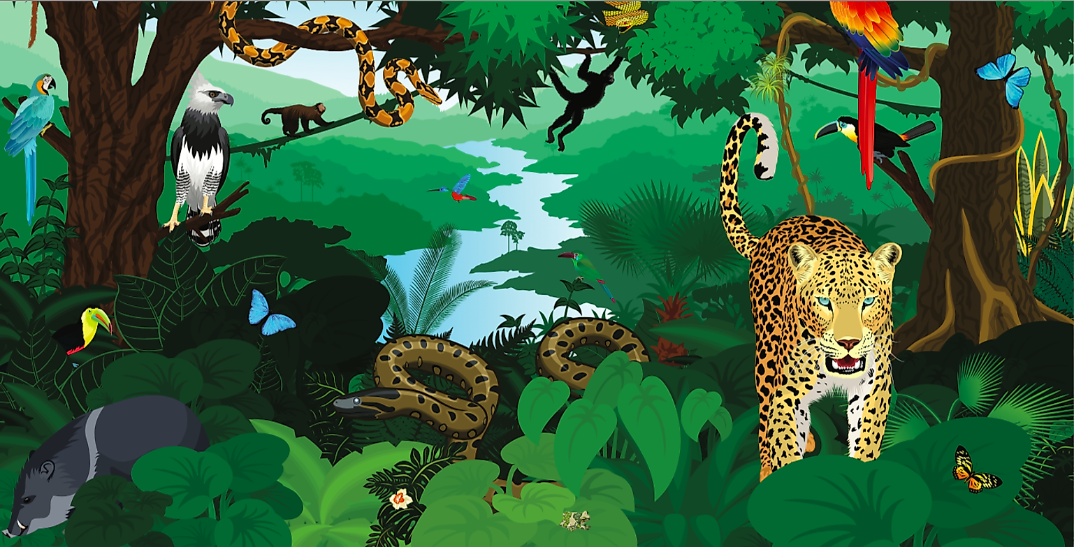 What Animals Live In The Amazon Rainforest? WorldAtlas