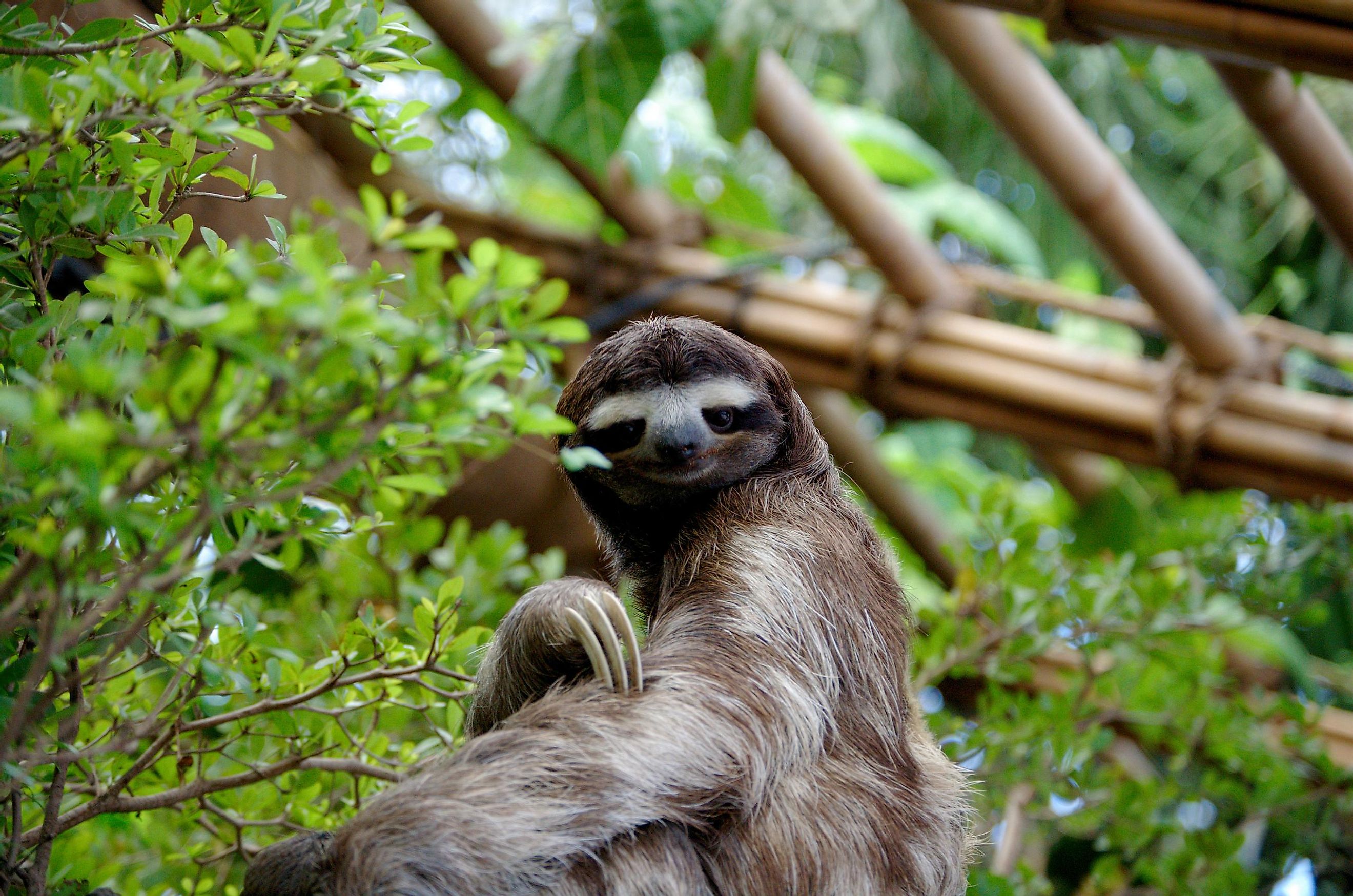 How Sloths Slow