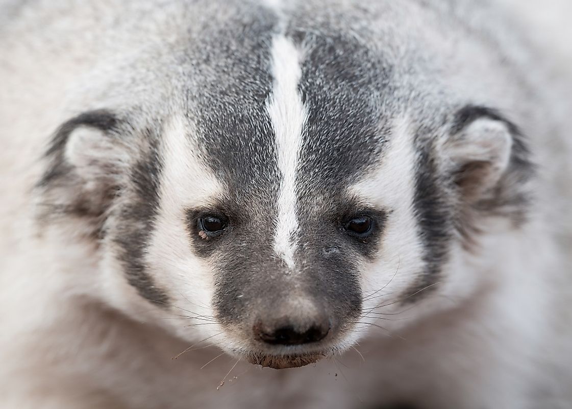 American Badger Facts: Animals of North America - WorldAtlas