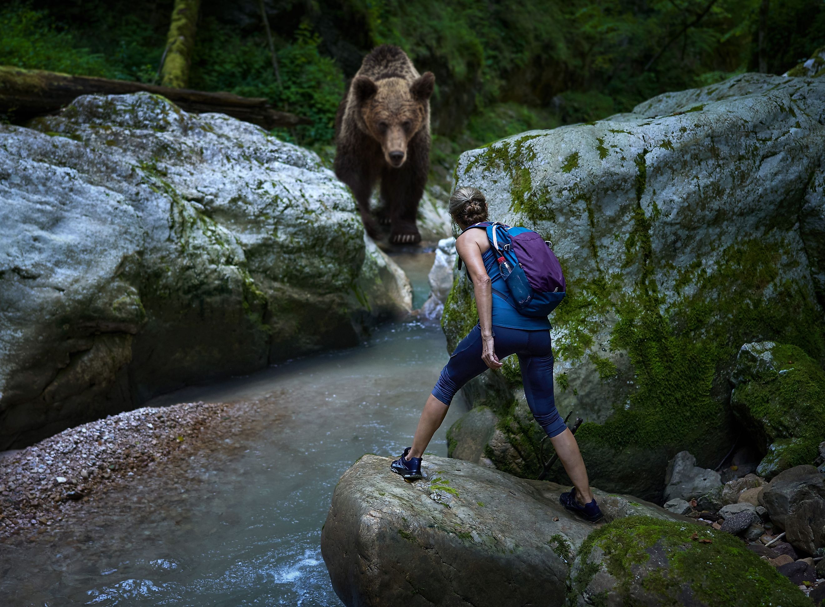 A conceptual mixed media image depicting a woman hiker unexpectedly encountering a grizzly bear at a river crossing in a canyon, highlighting the dangers in the wilderness.