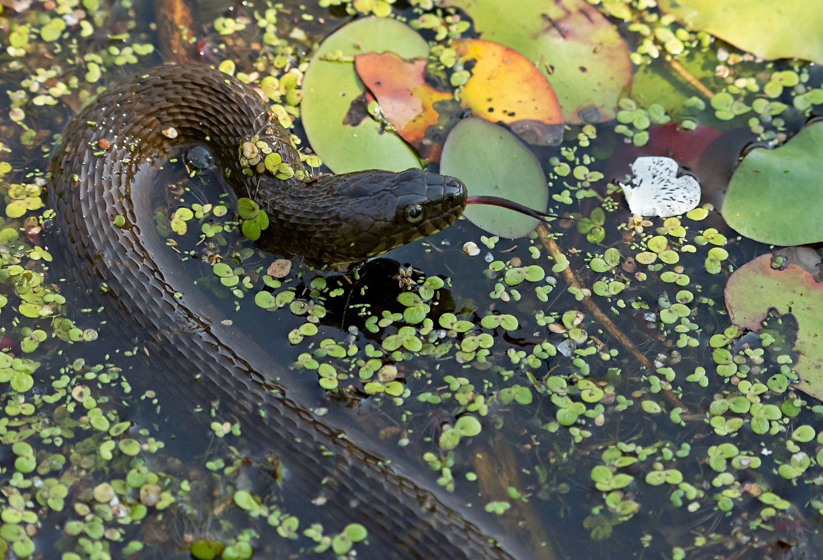 Yellow bellied water snake swimming among lily pads in Maryland.