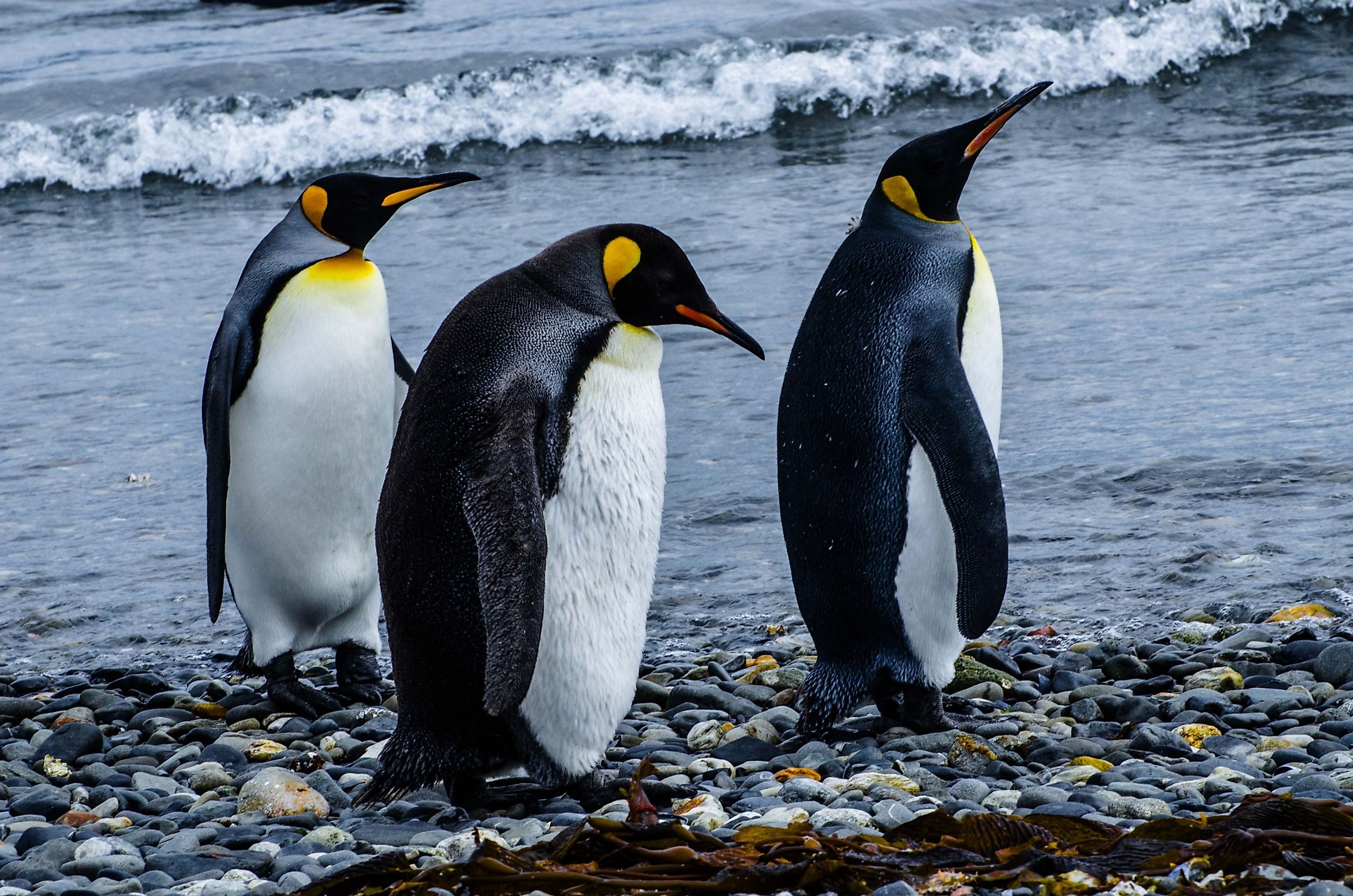  Emperor Penguin Facts Animals Of Antarctica WorldAtlas