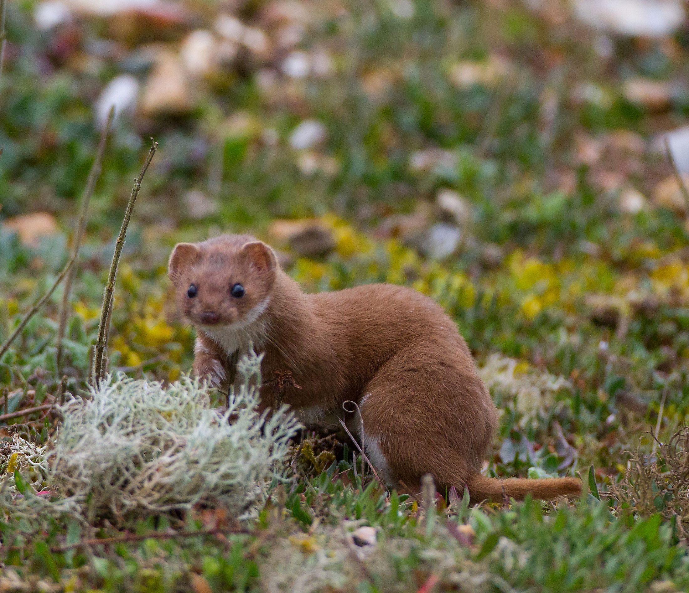 what-animals-live-in-the-taiga-worldatlas