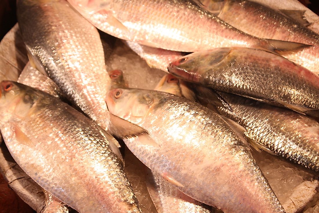 What Is A Hilsa Fish