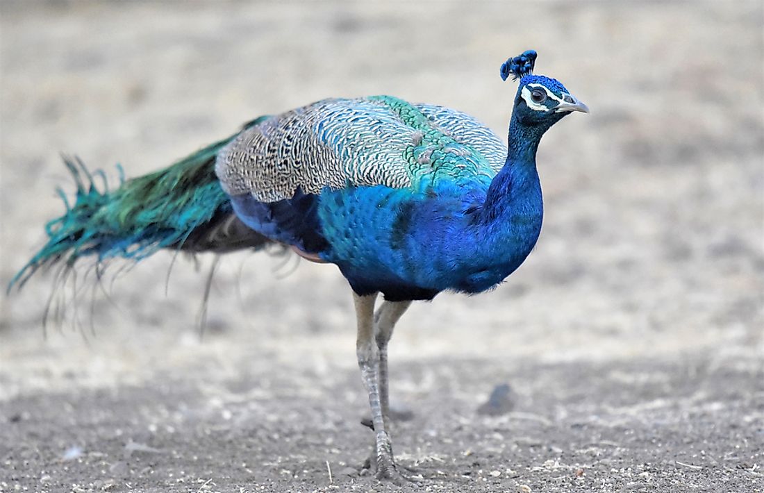 How Many Indian Peafowl Are There