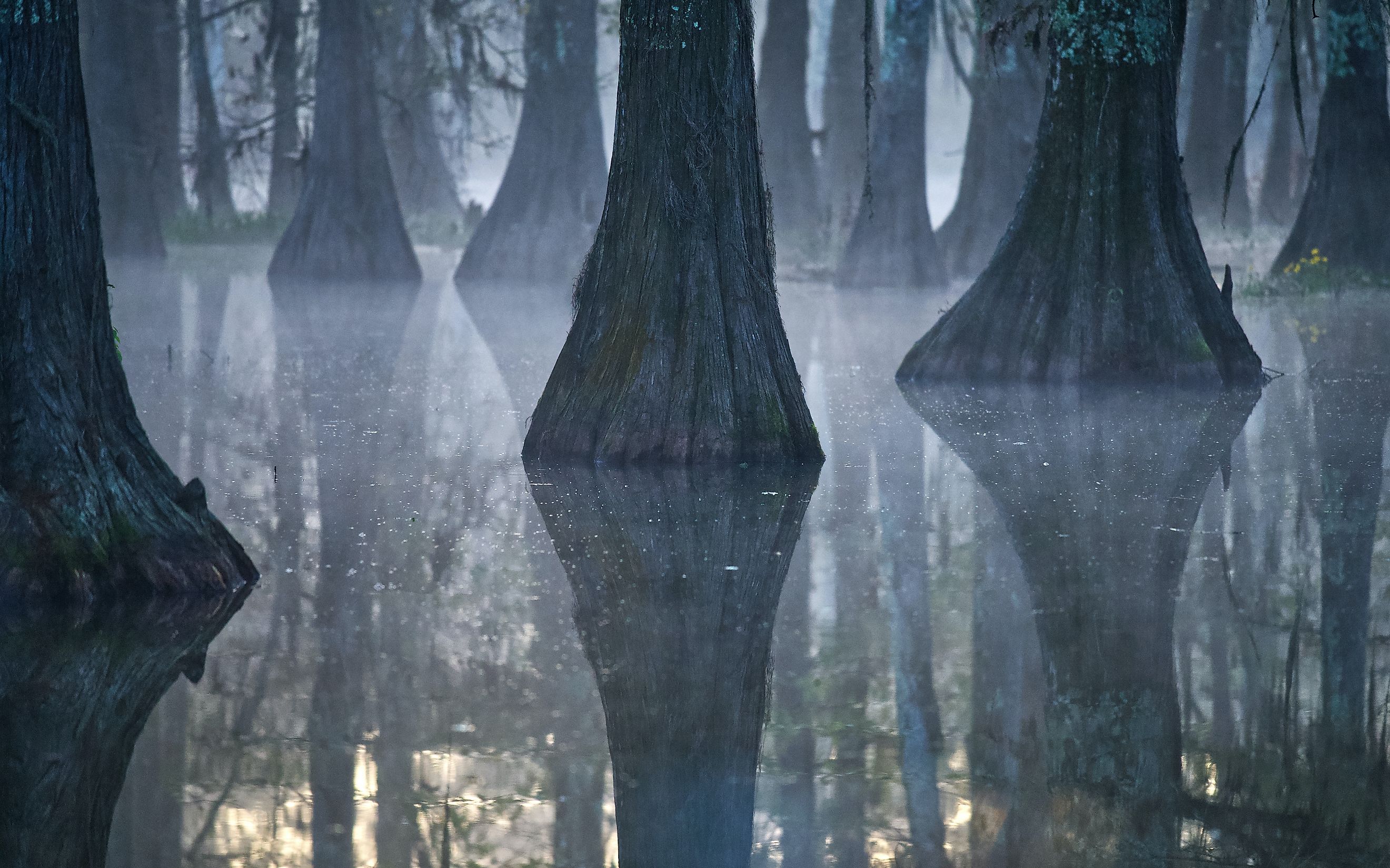 Atchafalaya Basin