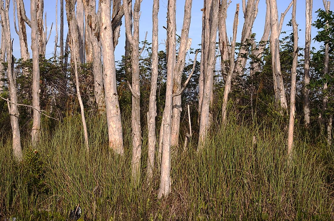 invasive-species-in-the-florida-everglades-worldatlas