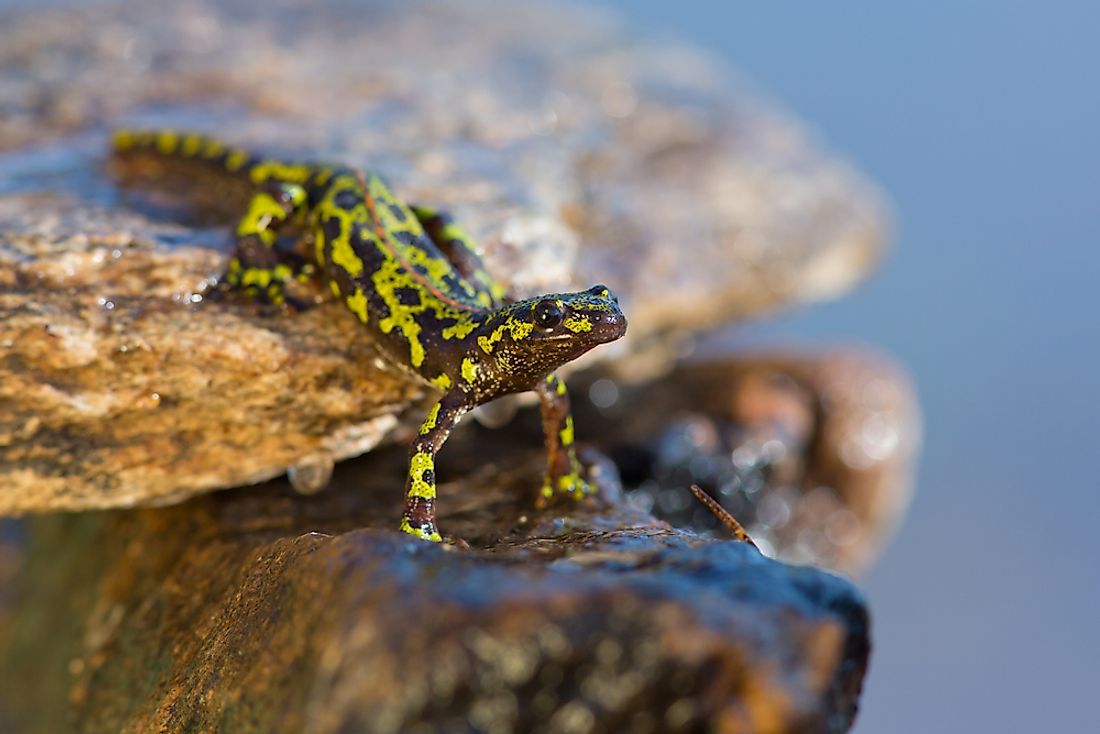 animals-native-to-france-worldatlas