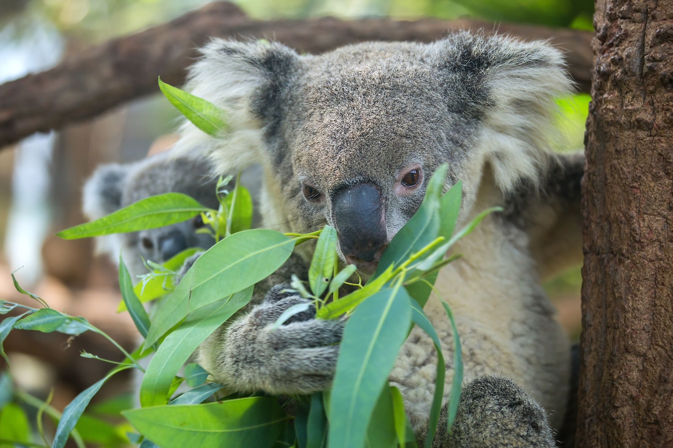 what-is-the-role-of-koalas-in-the-ecosystem-worldatlas