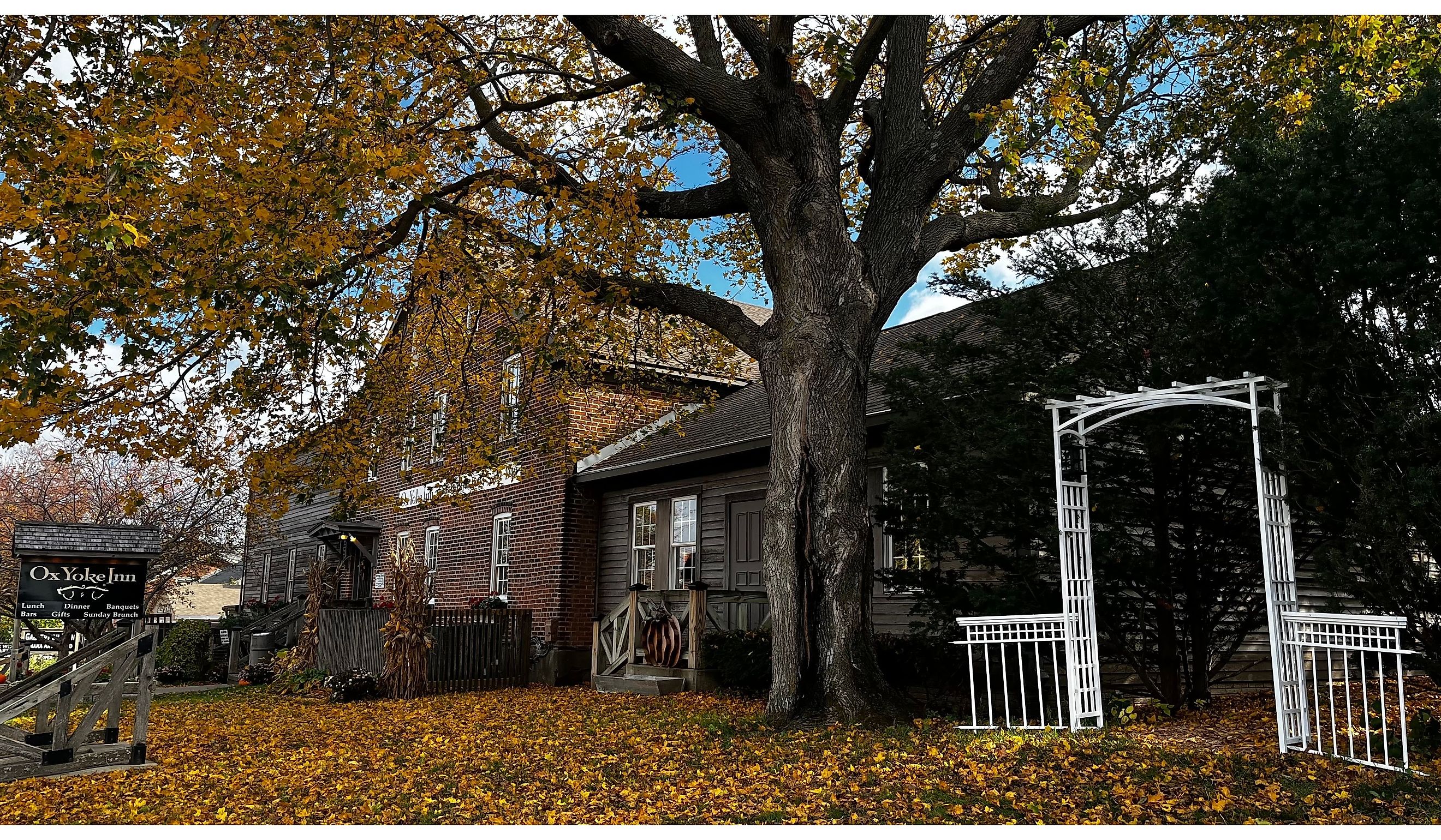 Leaves falling at Amana Colonies, Iowa.