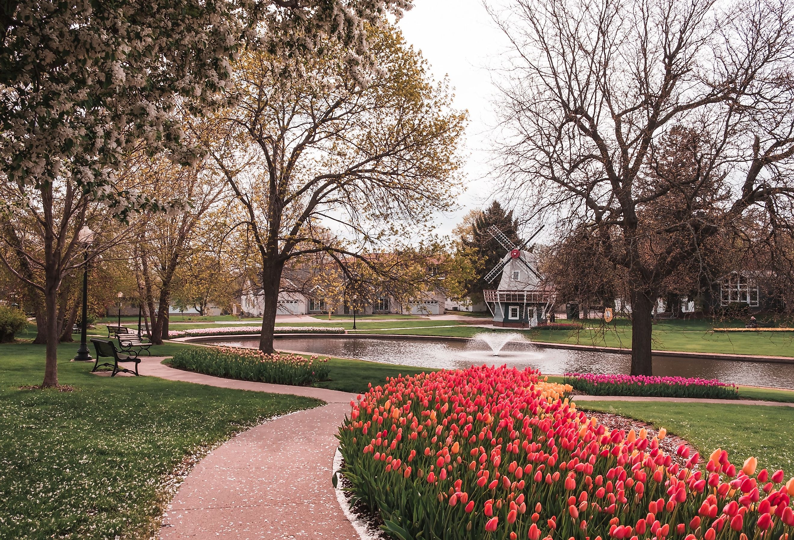 Pathway lined with beds of Tulips in Sunken Gardens Park, Pella, Iowa.