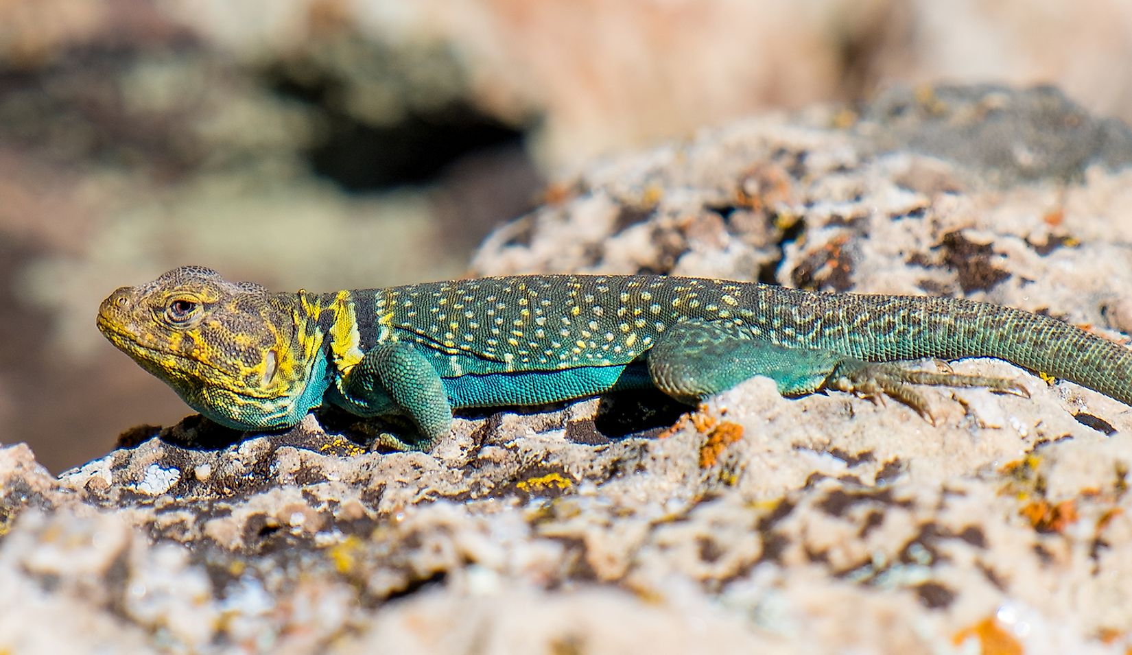 What Animals Live In The Grand Canyon? - WorldAtlas