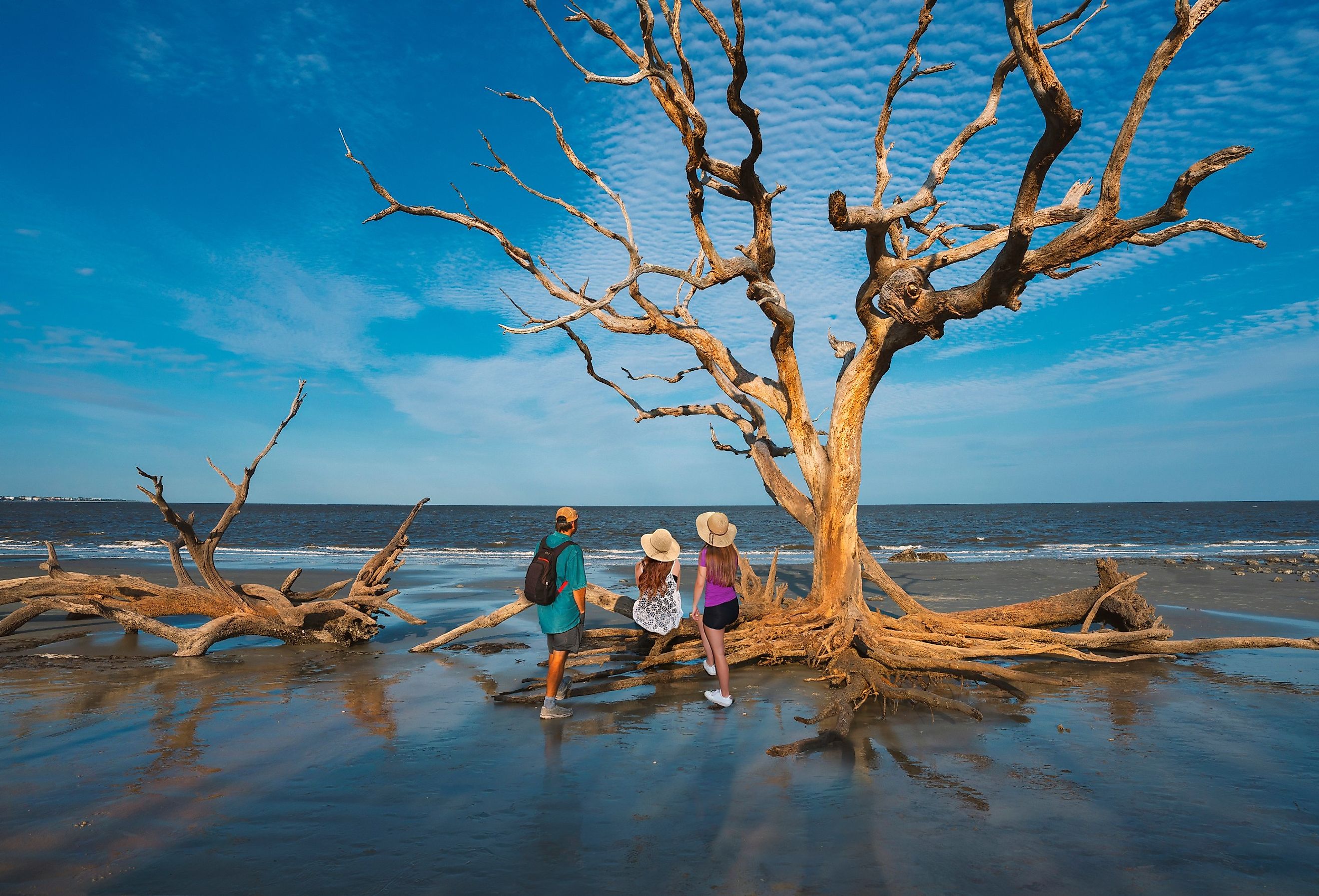 Family relaxing on Driftwood Beach on Jekyll Island, Georgia, with weathered trees at sunset.