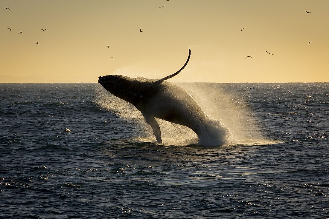 Why Do Whales Jump Out Of The Water? - WorldAtlas