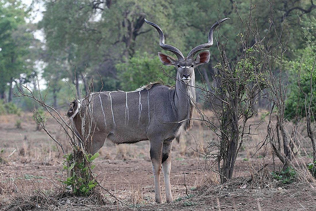 south-african-animals-animals-native-to-south-africa-worldatlas