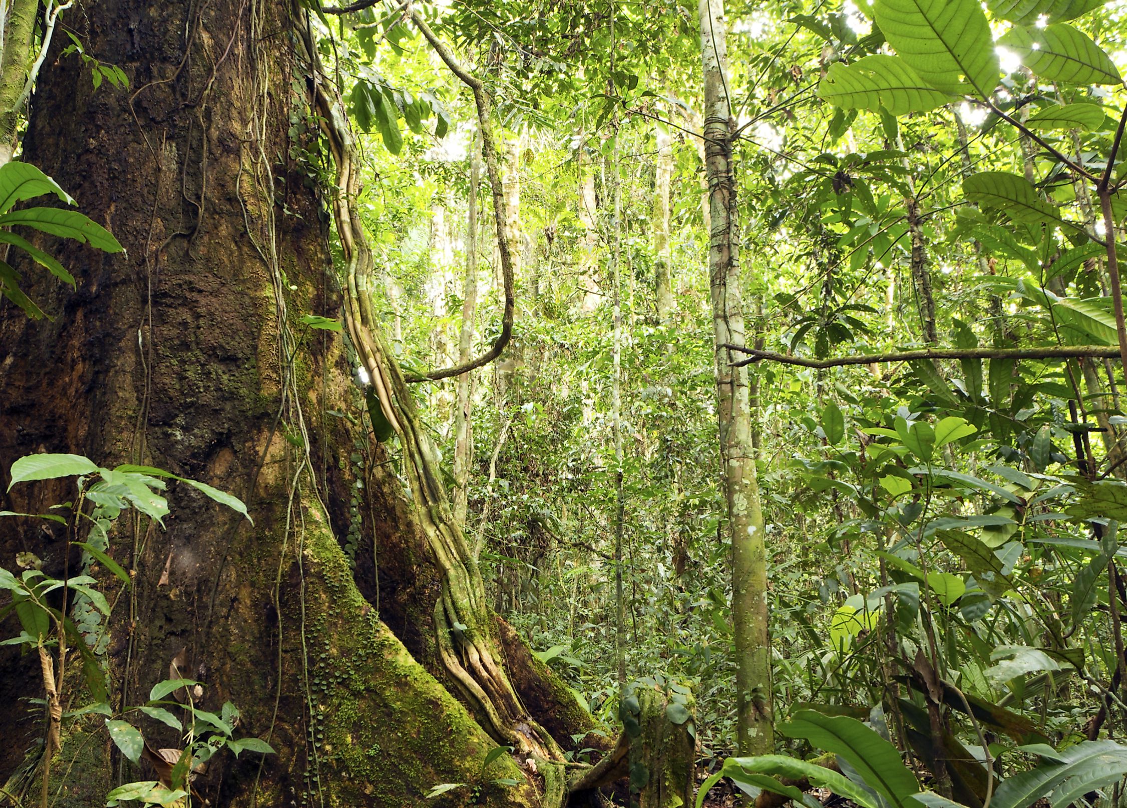 Countries With The Most Threatened Plant Species - WorldAtlas