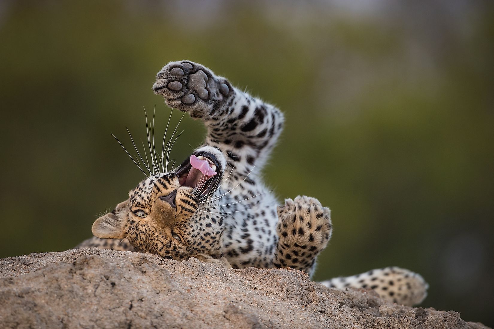 are-there-tigers-in-africa-worldatlas