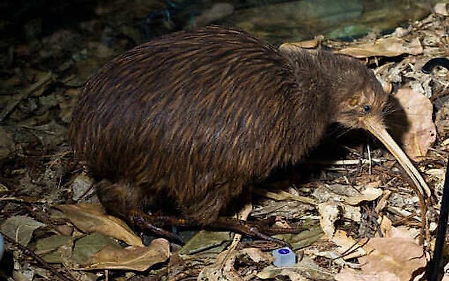 How Many Different Kiwi Crates Are There