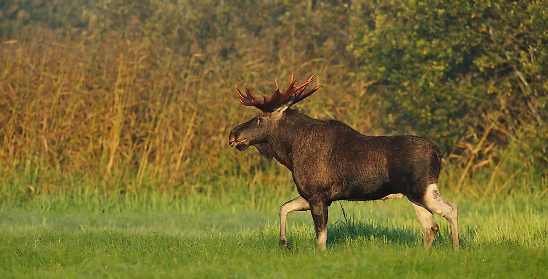 Animals That Live In Ukraine - WorldAtlas