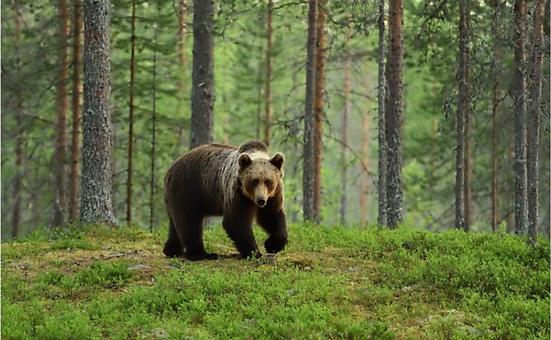 romania wildlife tours