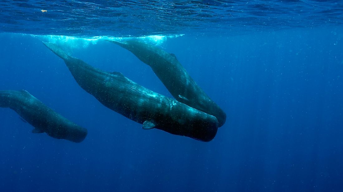 How Many Different Types of Whales Are There? - WorldAtlas