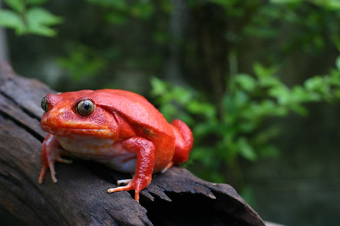 animals-that-live-in-madagascar-worldatlas