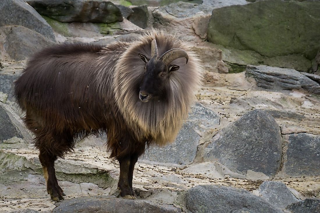 animals-that-live-in-the-tundra-worldatlas