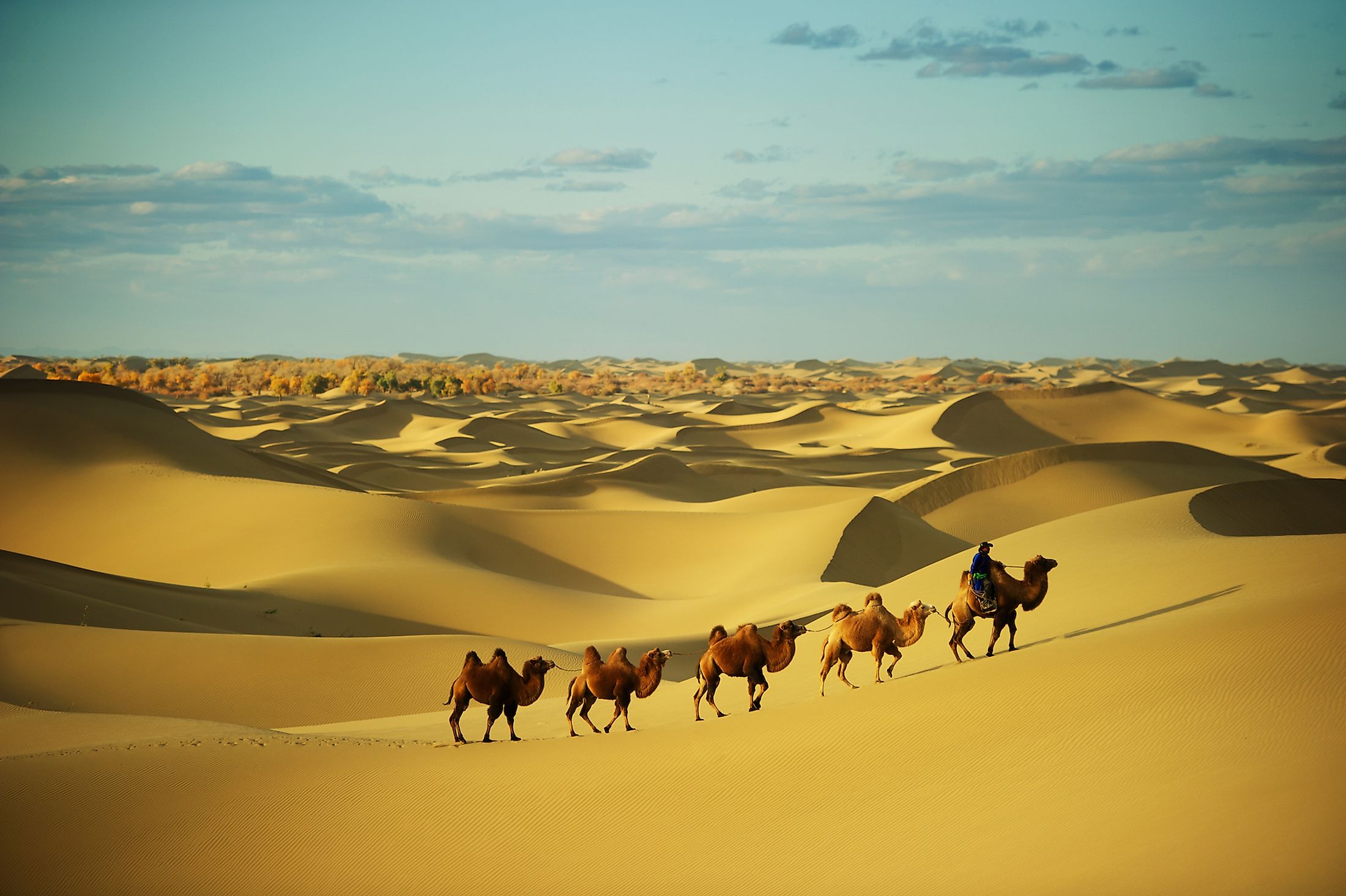 Пустыня Верблюды Караван