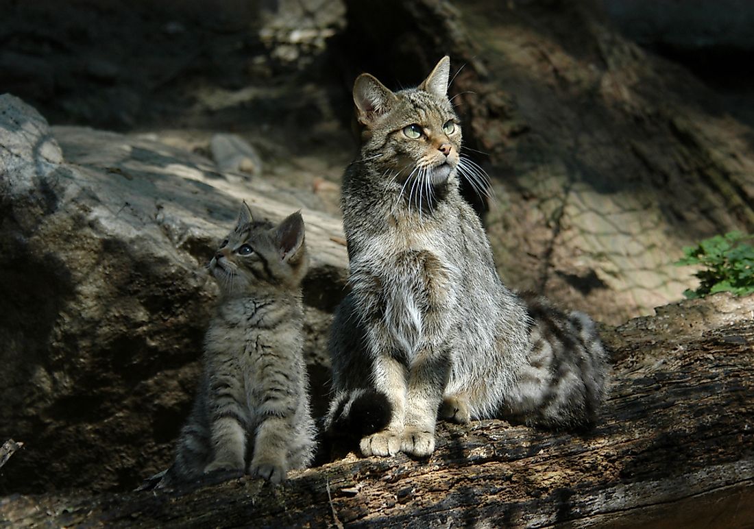 The Three Wild Cats Found In Europe - WorldAtlas