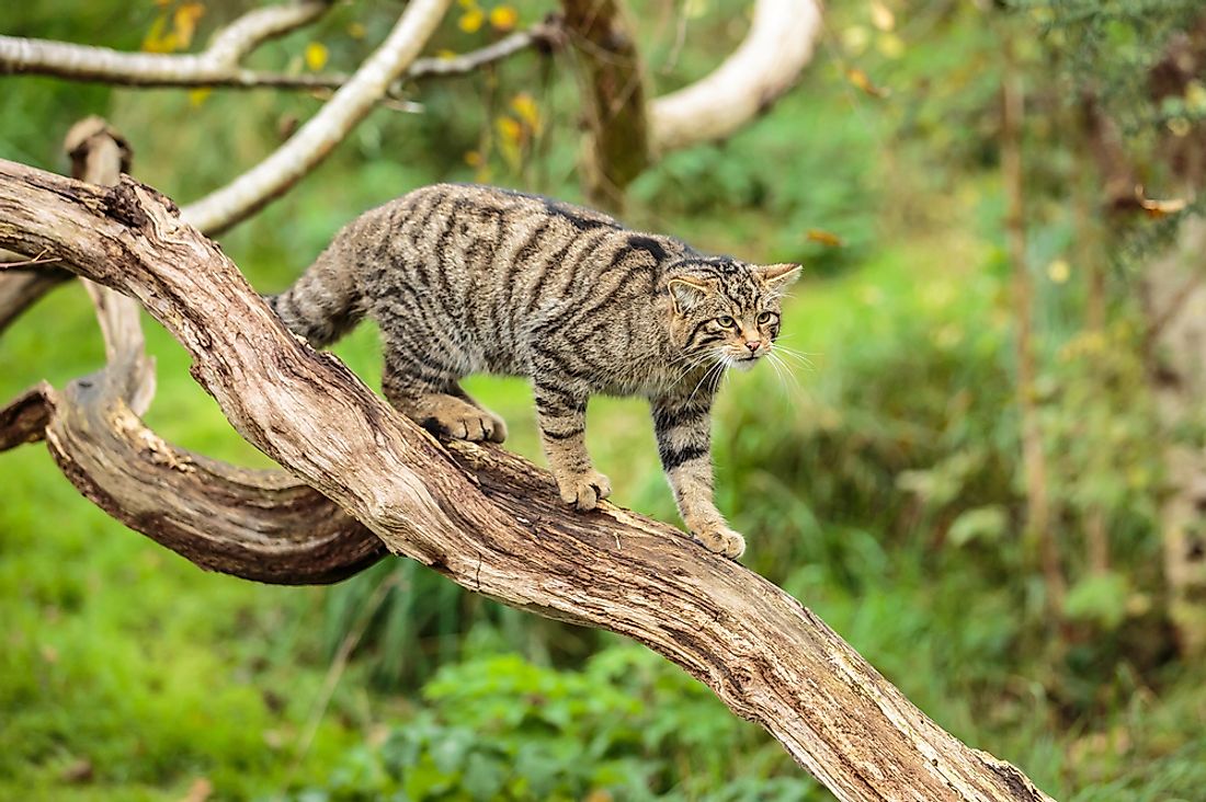 Animals Native to the UK - WorldAtlas