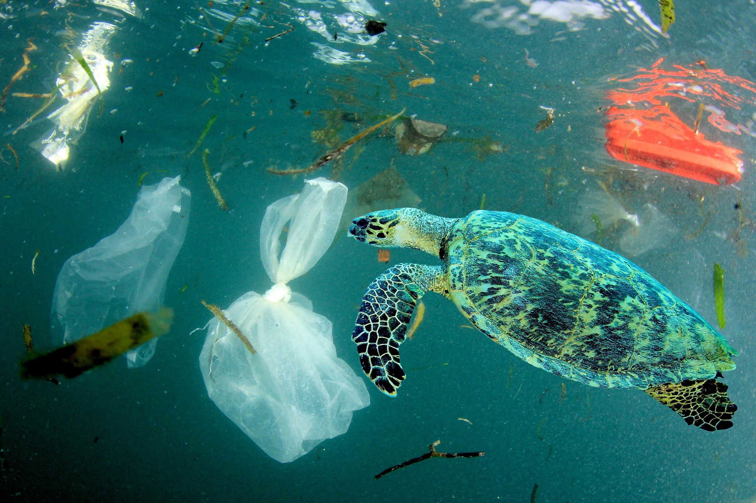 How Much Plastic Is In The Ocean WorldAtlas