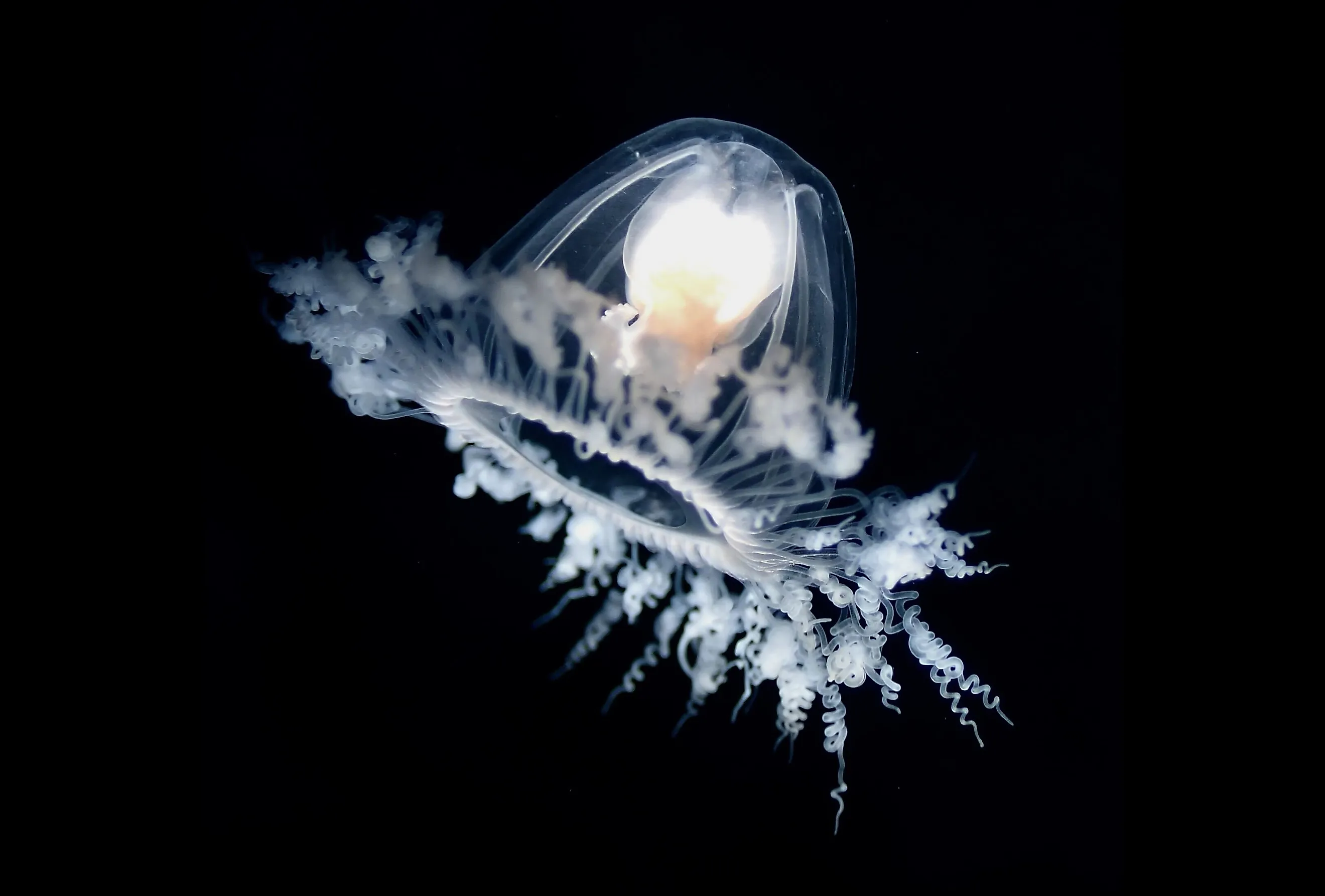 turritopsis dohrnii, the immortal jellyfish
