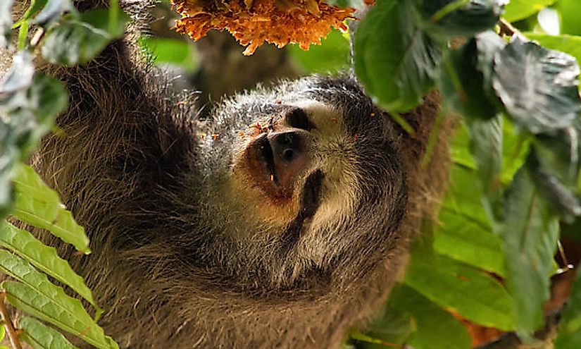 where-do-sloths-live-worldatlas