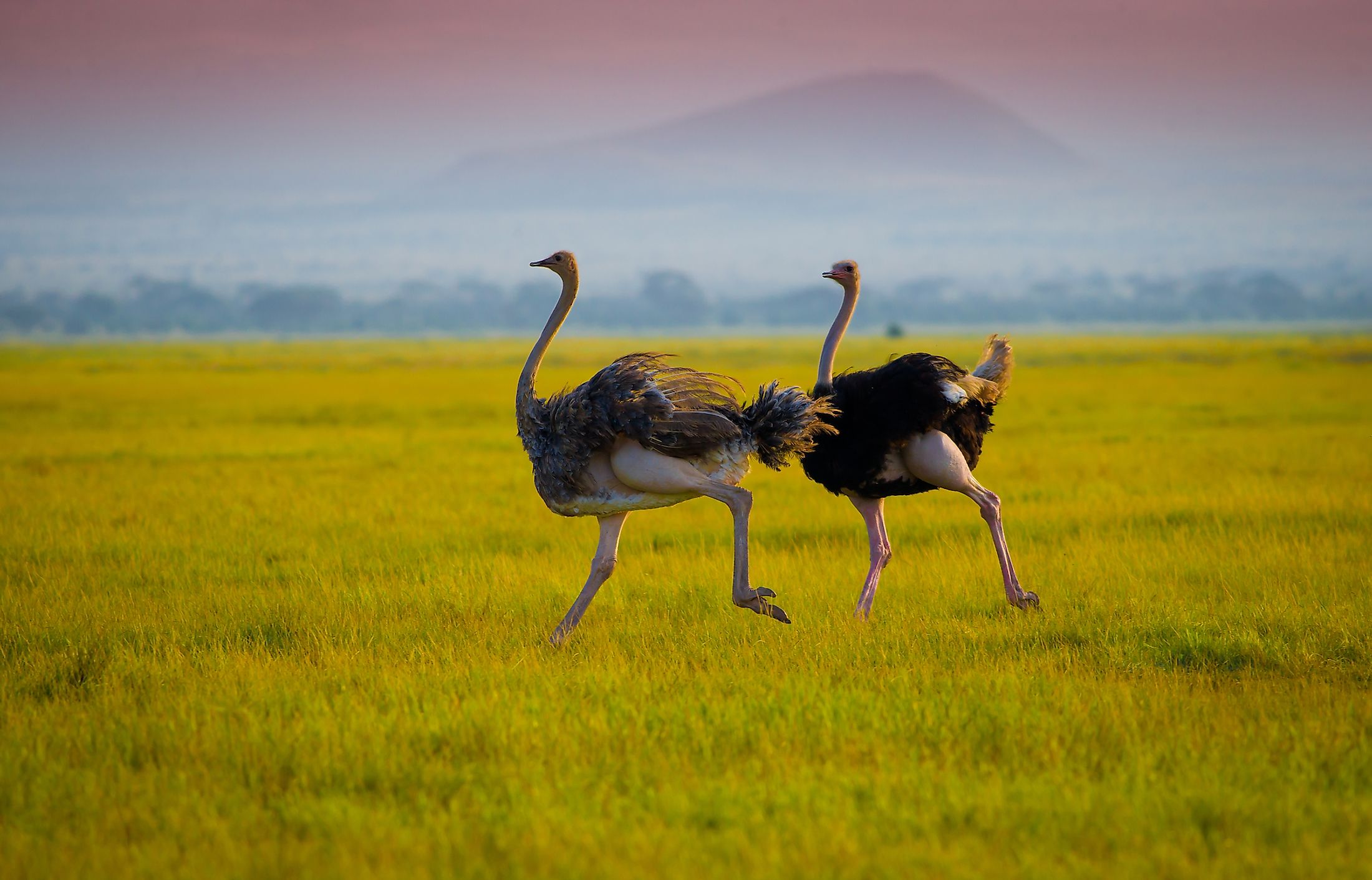 What Are Flightless Birds? - WorldAtlas