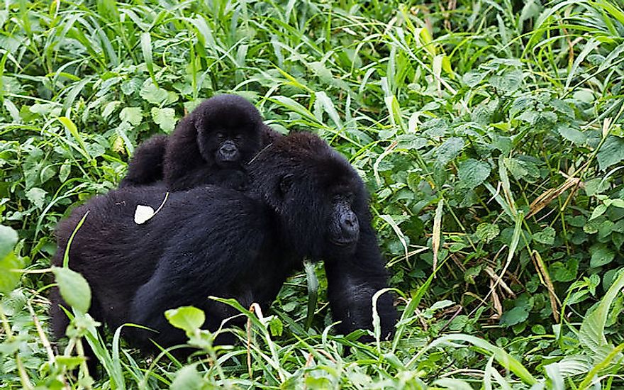 Animals of the Congo Basin in Africa WorldAtlas