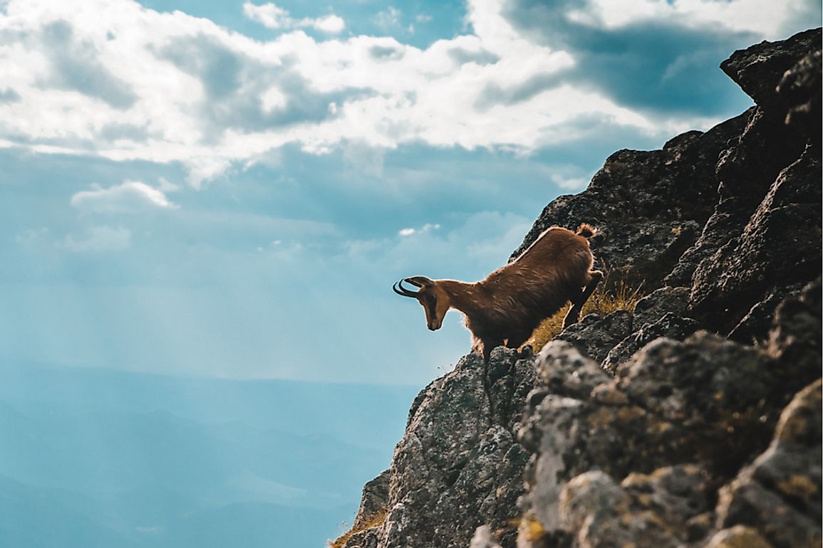 Animals Found in Switzerland - WorldAtlas