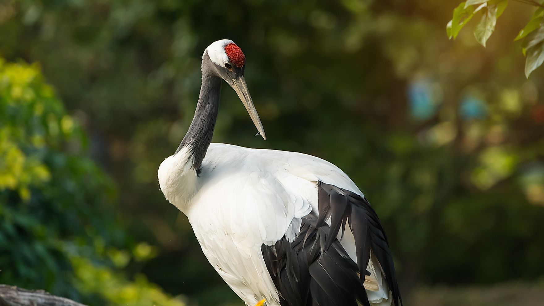 What Does A Crane Symbolize In Chinese Culture