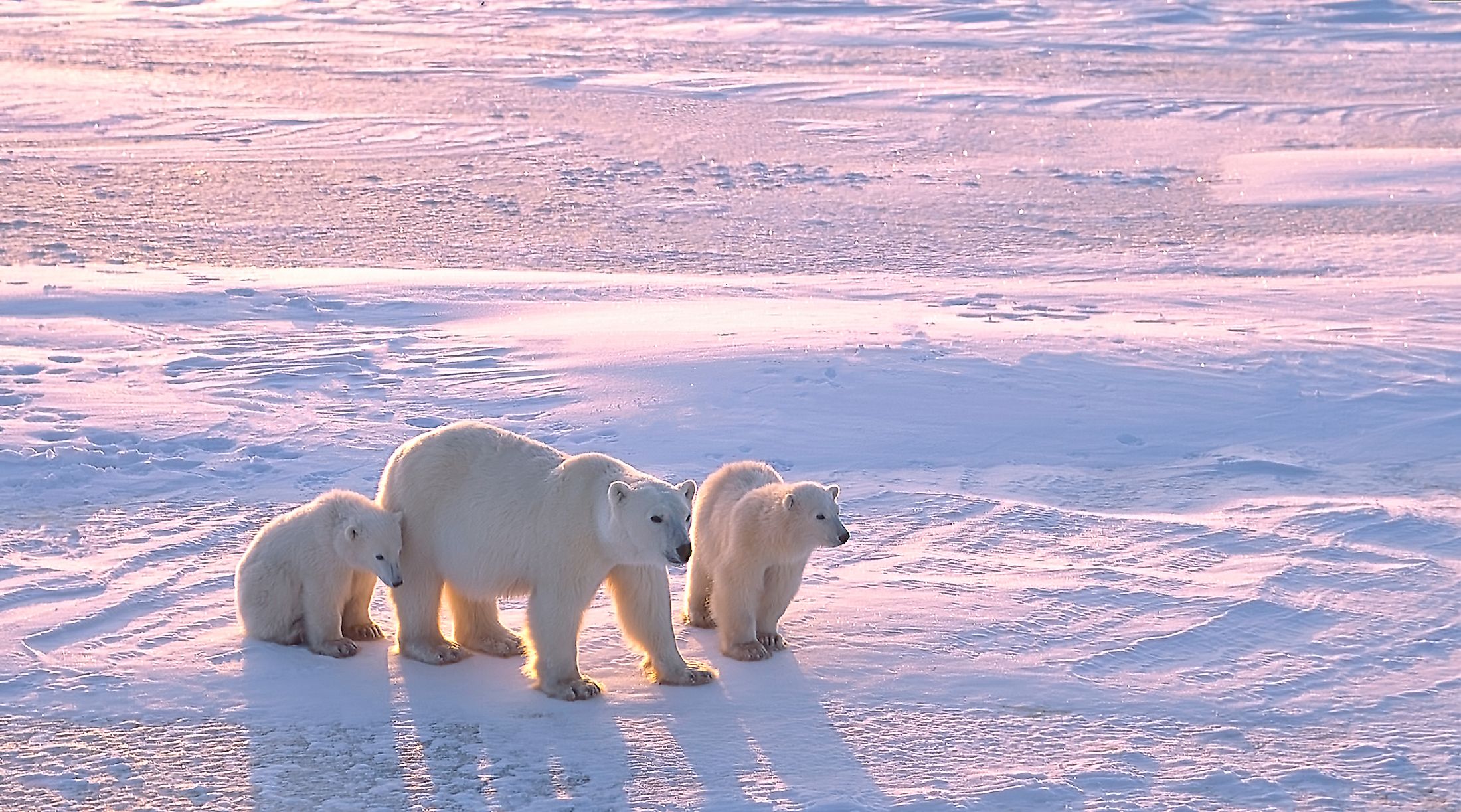 Where Do Polar Bears Live WorldAtlas