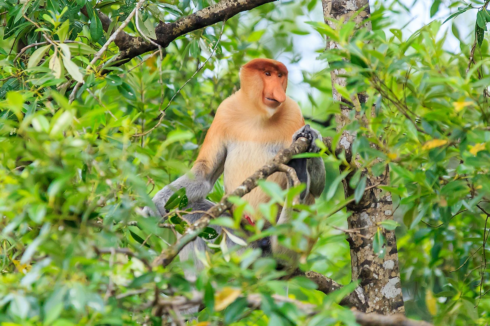 Fascinating Animals That Live In Mangrove Forests - WorldAtlas