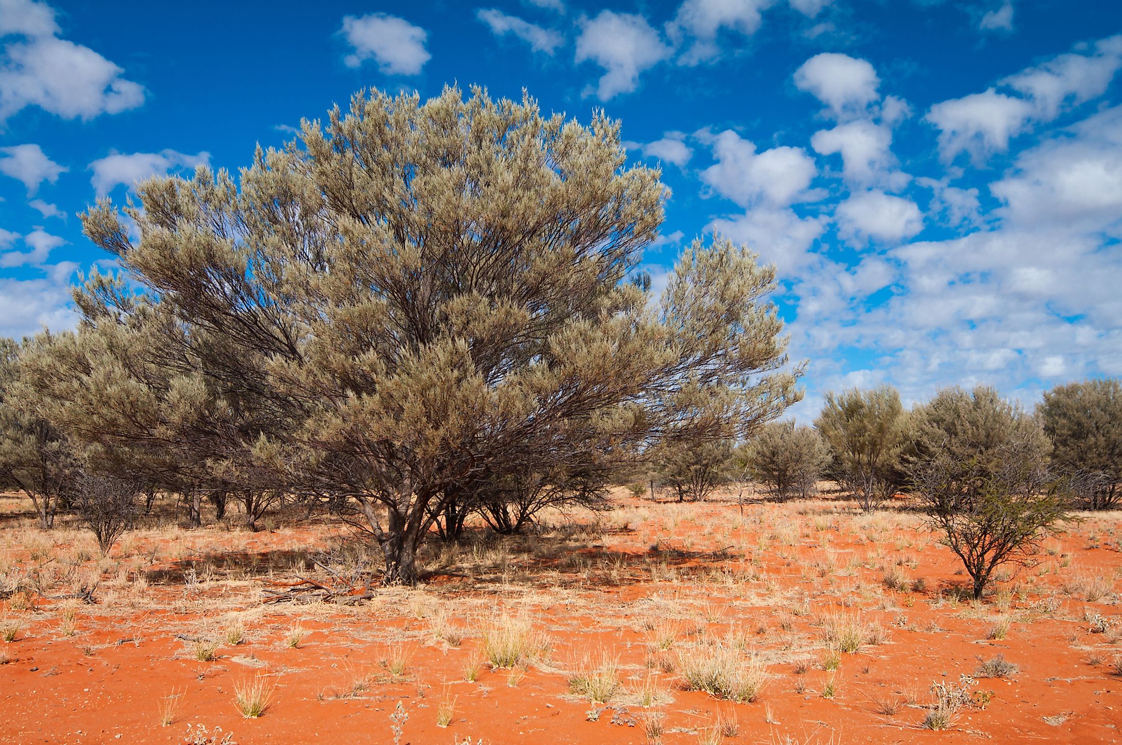 The Great Victoria Desert WorldAtlas   Shutterstock 72960607 