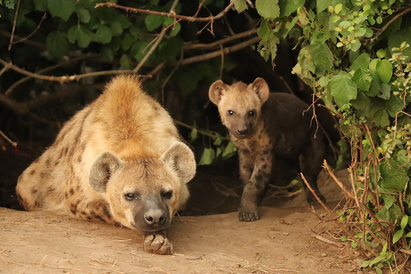 popular-myths-about-hyenas-busted-worldatlas