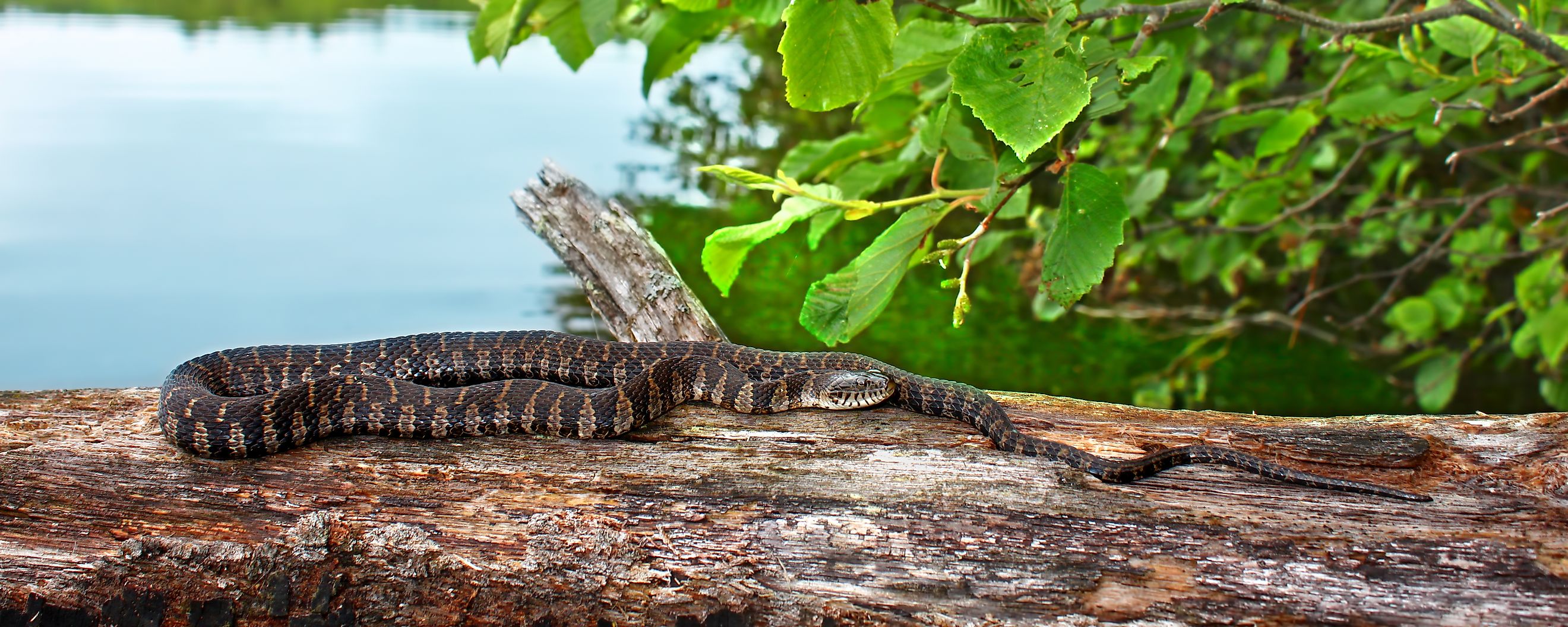 Northern water snake (Nerodia sipedon) basking by a lake.