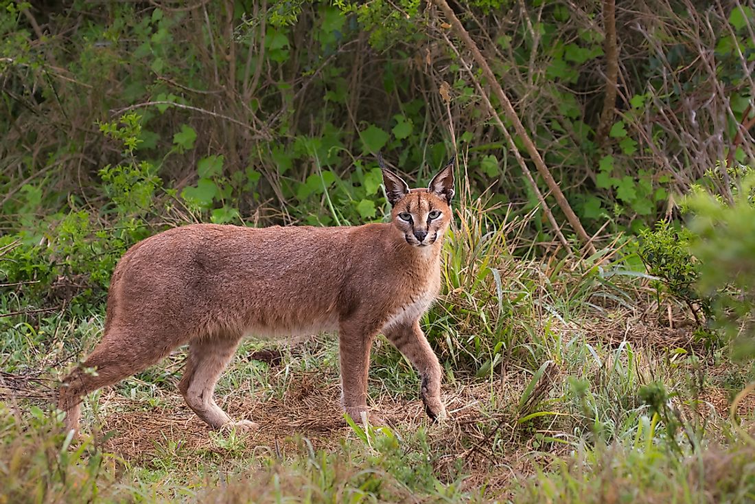 The Seven Species Of Wild Cats Of Africa - WorldAtlas